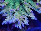          Wysiwyg Master Yoda Acropora     Large Frag         