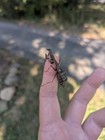 Carolina Mantis Egg Cases  5 Count   ootheca 