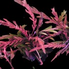 Hygrophila Pinnatifida Uk Species Live Aquarium Plants  