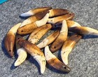 15 Original 1800 s Drilled Canine Teeth Native American Indian Sioux