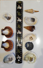 10 Mixed Shells For Collectors  Crafts  Beach Decor Or Gifting