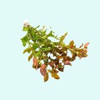 Ludwigia Repens Red 2 Inch Pot Live Aquarium Plants Buy 2 Get 1 Free
