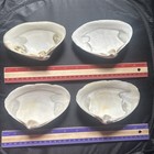 Natural Witch   s Seashell  Ocean Altar Decor  Ritual Offering wicca 4pcs  Lot 14