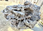 Striking  11  Agatized Fossil Coral   Unreal Texture color unique Natural Decor