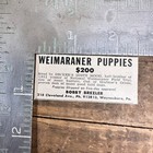 1952 Weimaraner Puppies Vintage Dog Print Ad Bobby Brezler Waynesboro Pa