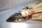 Subtle Rainbow Obsidian Fox Ear Neck Knife Flint Knapping Black Powder Coa