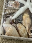 Mixed Seashells Collection 4 Lb     Natural Ocean Shells For Crafts   Decor 