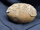 Huge 4    Fort Worth Form Texas Fossil Echinoid Macraster Sp Cretaceous Urchin 
