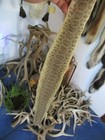 Rattlesnake Skin Prairie Rattle Snake Hide Dry Tanned Wrap Pen Blanks 31 In  R9