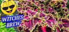 Jim s 12 Pack Coleus Variety Pack   Fresh 2026