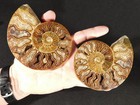 Larger Iridescent  Split And Polished Aaa Ammonite Fossil 100  Natural 289gr
