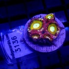 Asian Acan Ultra Frag Wysiwyg - Indigo Corals - Ic 3136