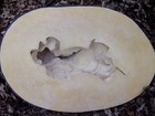 Latex Angel Mold With Plastic Backup Concrete Plaster Mould 14 l X 6 w X 5 5 h