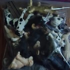 Mixed Farm   Nature Animal Plastic Figurine Lot In Ziplock Bag