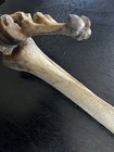 Very Old Medical   Leg Bone