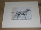 Original 1895 Antique Dalmatian Dog Pen   Ink Drawing By S t  Dadd 