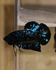 Blackstar Black Misty Glitter Male Live Betta Fish High Quality