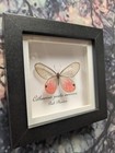 Pink Phantom Butterfly  cithaerias Aurorina  Entomology Shadow Frame Taxidermy