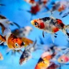 Goldfish Calico Fantail Pack 5 1 5 Inch Live Fish Free Shipping