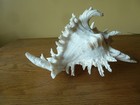 Very Large Murex Ramosus Conch Shell Horn