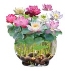 60 120pcs Seeds Lotus Mix Flowerseed Hand Picked Aquatic Plants Water Garden Us