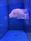 Super Red Monkey- Female Flowerhorn Fish     Premium Quality     Live Aquarium