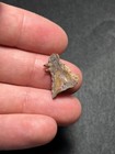 0 83    Fossil Fish Jaw With Teeth South Carolina