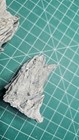 Large Fossil Barnicle 