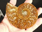 Larger  Cut And Polished Cleoniceras Ammonite Fossil From Madagascar 111gr