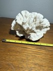 Natural Coral