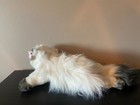 Rare Ty Classic 20th Anniversary Edition Angel Gray   White Cat Plush With Tag