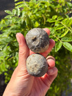 Premium Pair Of Fossil Sea Urchins   Genuine Cretaceous Echinoids From The Uk