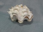 Large Pair Ruffled Giant Clam Shell Squamosa Both Halves Sea Shell
