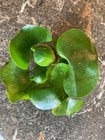 3 Medium Water Hyacinth Pond Plants Floating Live