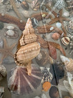 Seashell  Ranella Olearia   134 20mm 100 natural Condition Gem    From Greece