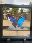 Real Blue Morpho Butterfly Framed Taxidermy 7x7    Floating Display 