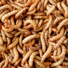 Live Mealworms 25-5000 Count Bulk Feeder Insects Reptile Bird Fish Chicken Food