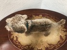 Vintage Steiff Raudi Wire Haired Dachshund Mohair With Collar
