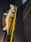 Vintage Mounted Largemouth Bass Taxidermy 19 5 