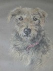 Very Large Rare Antique Irish Terrier Dog Painting 1929 By Sidney Langdon