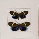 Real Framed Pair  m f  Day Flying Moths Eterusia Replete From Thailand