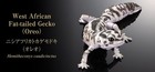 Bandai Gashapon Action Figure Advance Western African Fat-tailed Gecko Oreo 2026