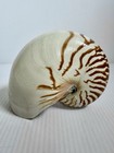 Stunning Vintage Nautilus Natural Sea Shell Tiger Stripe 6 5 X 5   