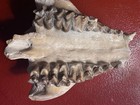 Genuine Oreodont Fossil Skull