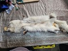 Silver Fox Fur Pelt