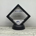 Kentriodon Extinct Prehistoric Marine Tooth Fossil In Display Case