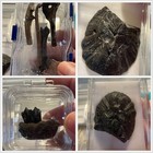 Huge Lot Of Fossils W display Cases  Dino Bones teeth  Shark Teeth  Pine Cones