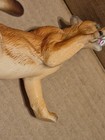 Breyer Tawny Cougar Mountain Lion 2001 Wild Mustang Series Vtg