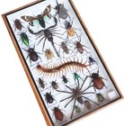 Real Exotic Insect Taxidermy Collection Mixed Specimens In Wooden Box Display