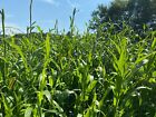 Food Plot And Tree Stand Screen - 10 Foot Tall Seclusion Screening - 1 4 Acre